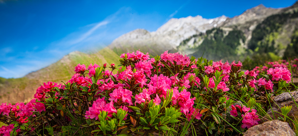 Alpine roses in front of a mountain landscape