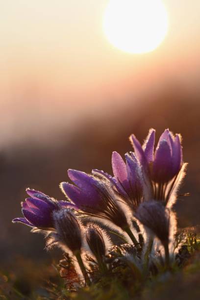 istock Spring background with flowers in meadow. Pasque Flower (Pulsatilla grandis) 2070687606