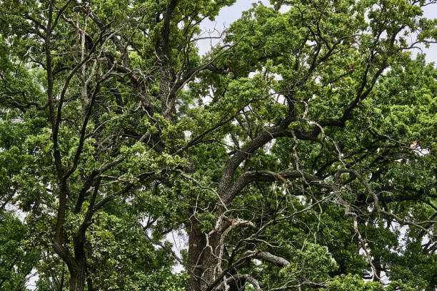 istock Green crown of a large strong old tree with spreading branches 2070693925