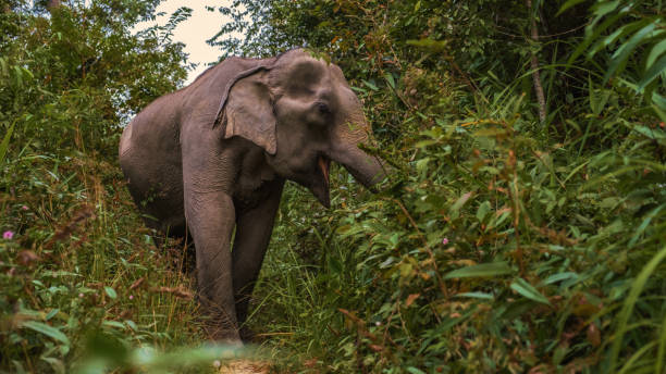 istock Elephant in jungle at sanctuary in Chiang Mai Thailand, 2070694445