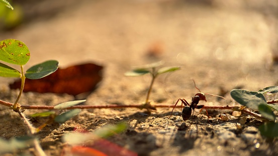 “Trailblazer in Tiny Terrain: An Ant’s Macro Adventure”