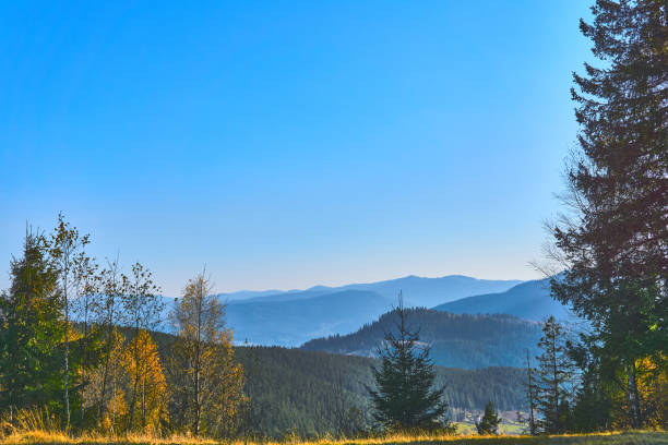 istock Autumn warm grace in a deciduous coniferous forest on a sunny day 2070697606