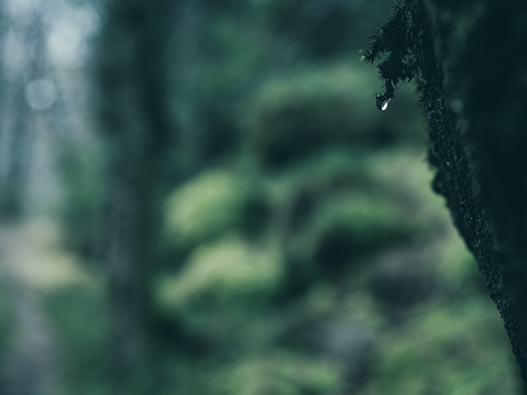 A single water drop clings to the edge of vibrant green moss, catching the last light in a peaceful forest setting in Sweden. The serene backdrop is softly blurred, highlighting the delicate interplay between flora and moisture.