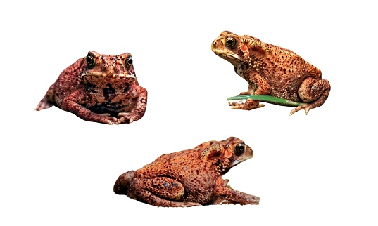 A female bull frog sits at the edge of a pond with dead twigs hanging over him.