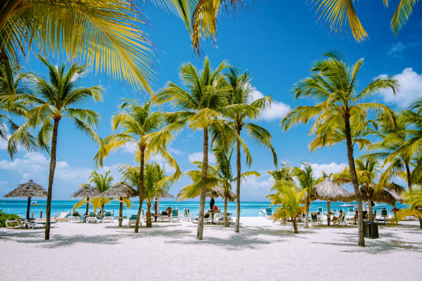 istock Palm beach Aruba Caribbean, white long sandy beach with palm trees at Aruba 2070732111