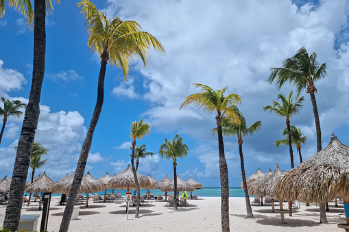Palm Beach Aruba Caribbean, white long sandy beach with palm trees at Aruba Antilles on a sunny day