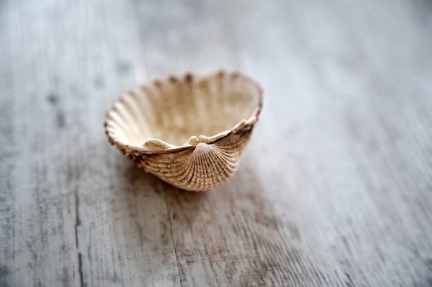 Close-up photo of inner side yellow-orange seashell.