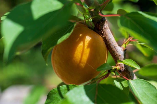 Unripe yellow apricot fruits on tree with leaves.