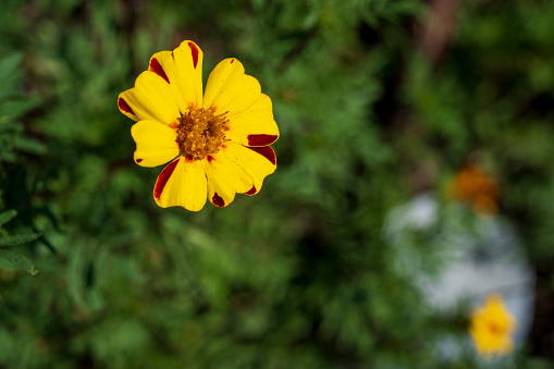 Close-up yellow flower Tagetes lunulata Ortega on a dark green background.