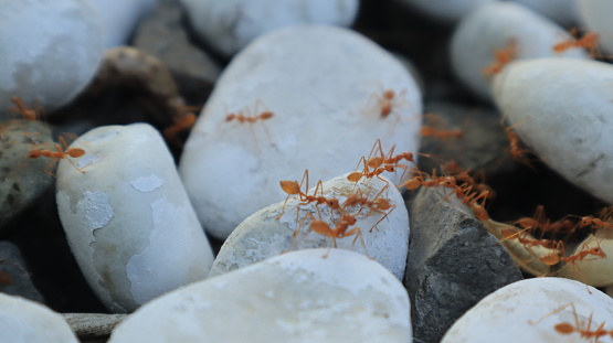 Red ants walk on the rocks because there is food hidden under the rocks