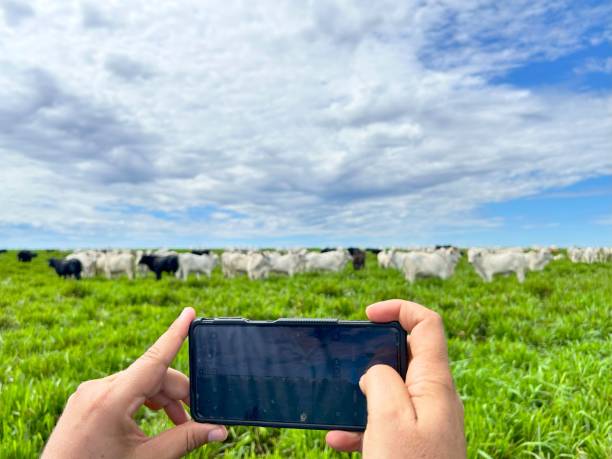 istock Beautifull image of nellore intensive beef cattle on tropical climate. High intensive grass project on Brazil 2070755669