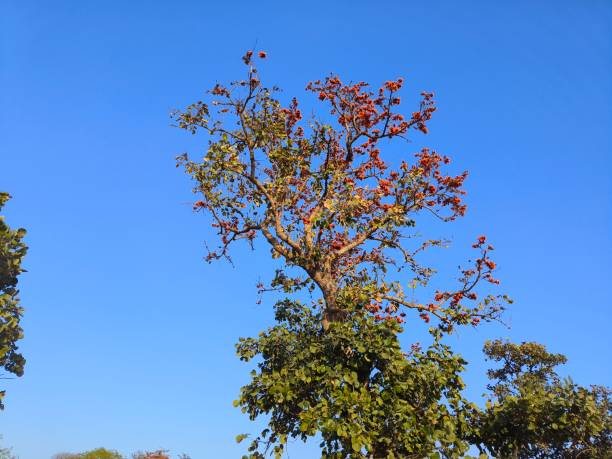 Flame of forest tree