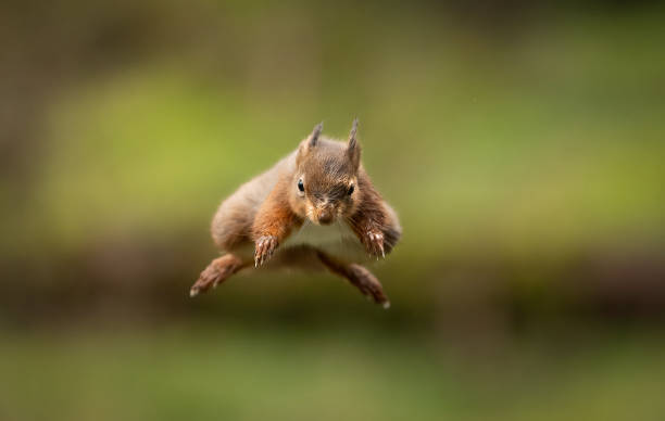 istock Red Squirrel (Sciurus vulgaris) in mid air jumping towards the camera 2070777310