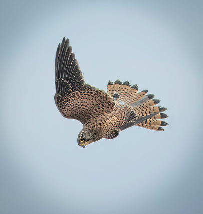 Kestrels are found in a wide variety of habitats and can often be seen perched on a post on the look out for prey.