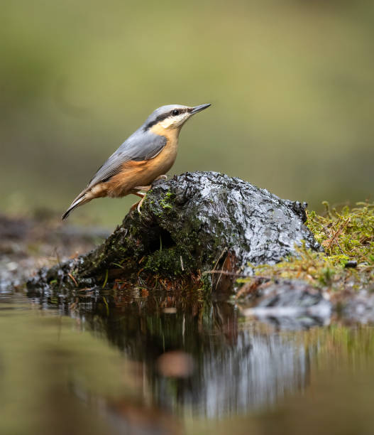 istock A portrait of a nuthatch (Sitta europaea) perched on a rock 2070777321