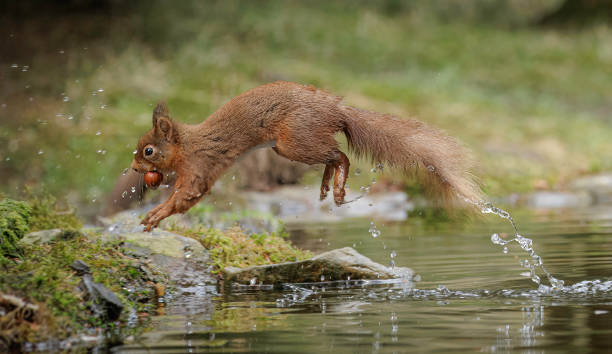 istock A Red Squirrel (Sciurus vulgaris) jumping over water with a nut in its mouth. 2070777838