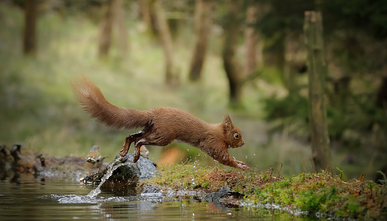 The grey squirrel is the main reason for the decline of the red squirrel. Squirrelpox virus is fatal to red squirrels but is carried by grey squirrels without causing them any harm.
