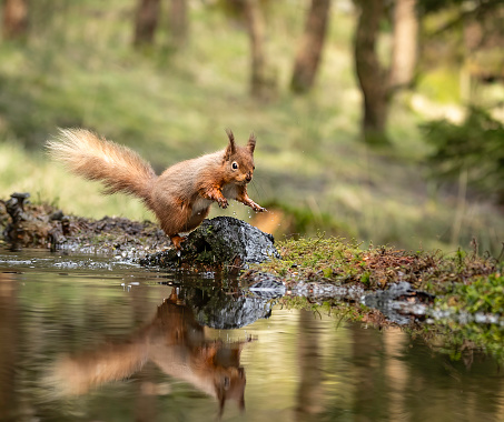 The grey squirrel is the main reason for the decline of the red squirrel. Squirrelpox virus is fatal to red squirrels but is carried by grey squirrels without causing them any harm.