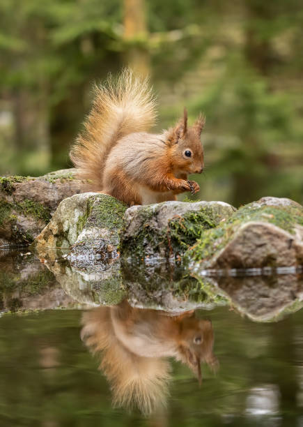 istock A portrait of a  Red Squirrel (Sciurus vulgaris), reflected in water 2070778361