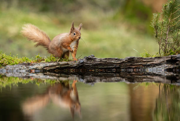 istock A portrait of a  Red Squirrel (Sciurus vulgaris), reflected in water 2070778366