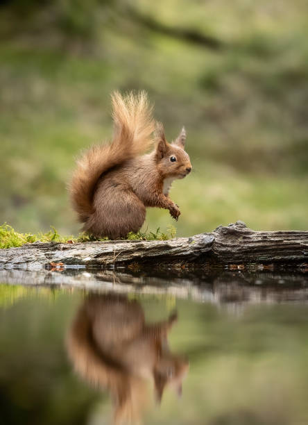 istock A portrait of a  Red Squirrel (Sciurus vulgaris), reflected in water 2070778770