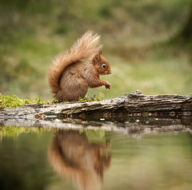 istock A portrait of a  Red Squirrel (Sciurus vulgaris), reflected in water 2070778887