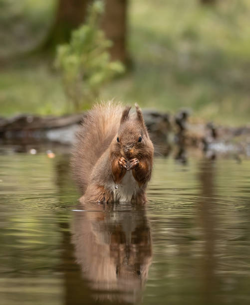 istock A portrait of a  Red Squirrel (Sciurus vulgaris), standing in and reflected in water. 2070778891
