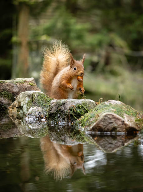 istock A portrait of a  Red Squirrel (Sciurus vulgaris), reflected in water 2070778901