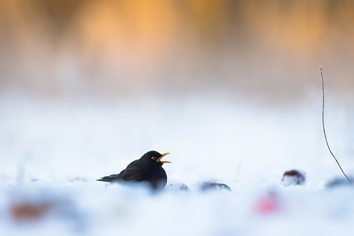 Common blackbird in a winter orchard.