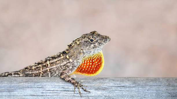 istock Close-Up of A Brown Anole (Anolis Sagrei) With It's Dewlap 2070792152