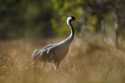 Female Common crane.