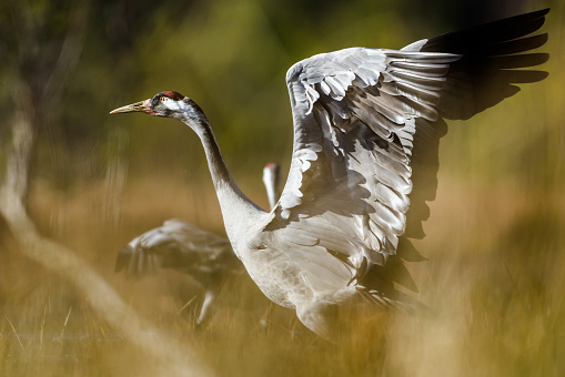 Male Common crane.