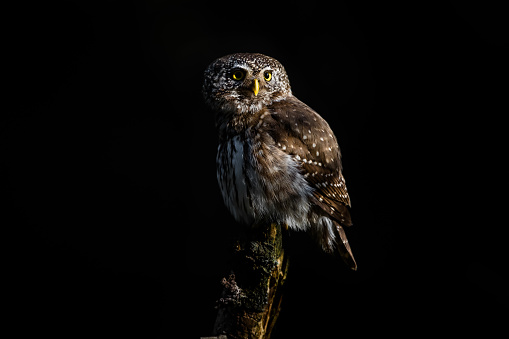 Eurasian pygmy owl, dark background.