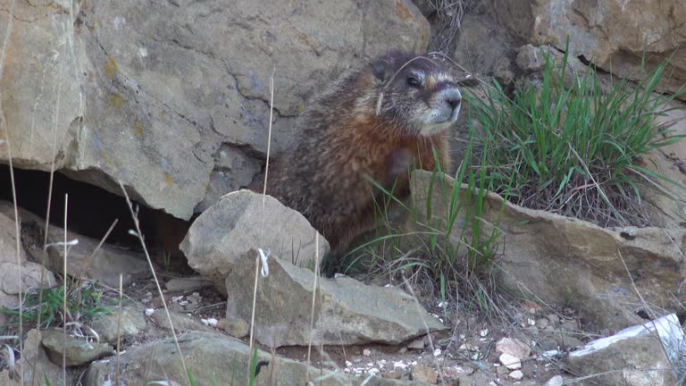 The yellow-bellied marmot (Marmota flaviventris) near a hole in the rocks of the mountains, Utah