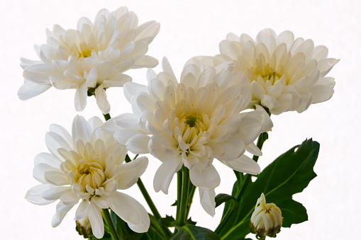 Close-up of white peonies on white background