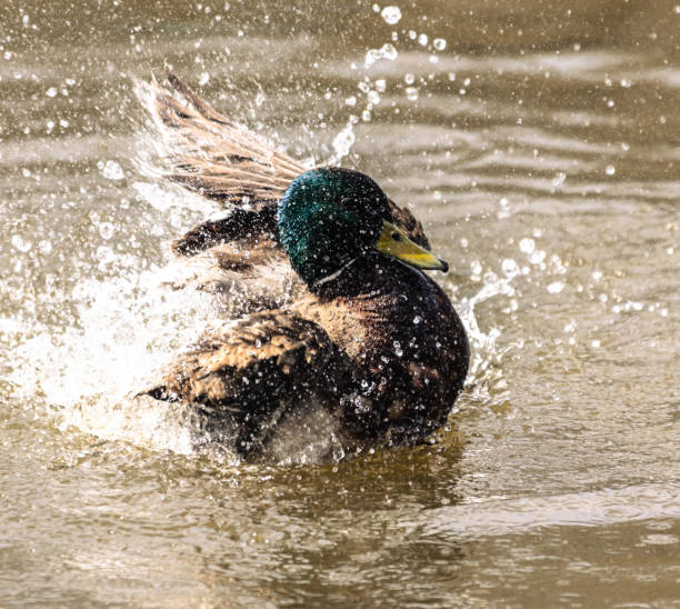 istock Duck splashing in the water on a sunny summer day 2070811100