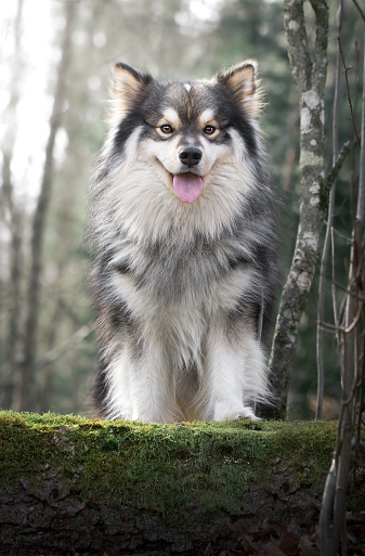 Portrait of a Finnish Lapphund dog looking happy outdoors