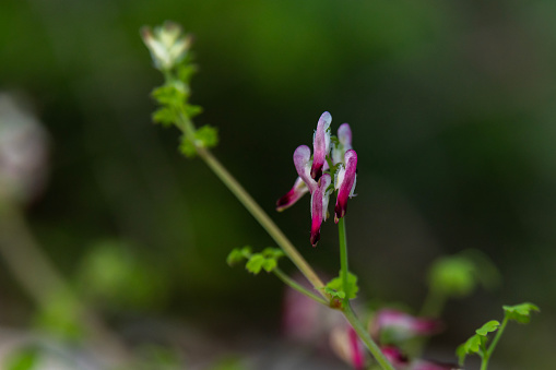 Close up of Fumaria capreolata, the white ramping fumitory, flower on a blurred background. Wildflower in northern Israel.