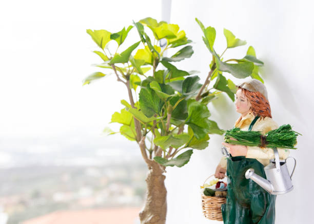 Care for home plant plantations.
