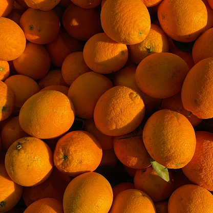 Golden Hour over Citrus Bounty. A close-up snap of juicy oranges basking in the sunlight. Harvest time season