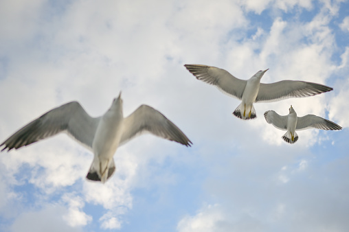 Close-up of a seagull flying on blue sky background. Animals, birds, freedom and loneliness concepts.