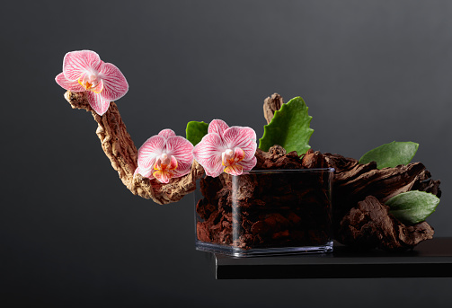 Pink orchid in a transparent pot with substrate. Black background with copy space.