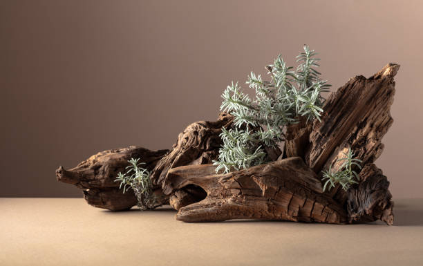 istock Nature scene with a composition of lavender and dry snags. 2070870355