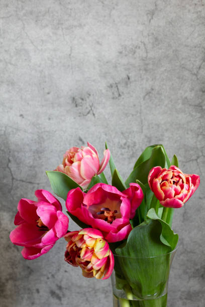 istock Peony multicolored tulips on a concrete background. 2070885220