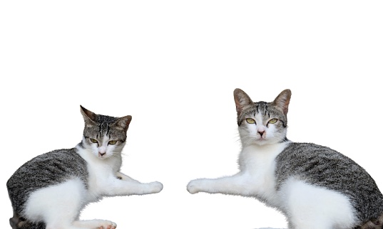 two cute cats sitting on a transparent background