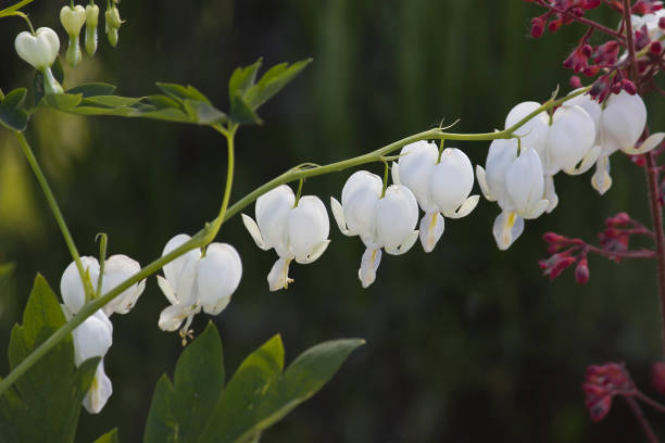 Bleeding heart flowers isolated on white