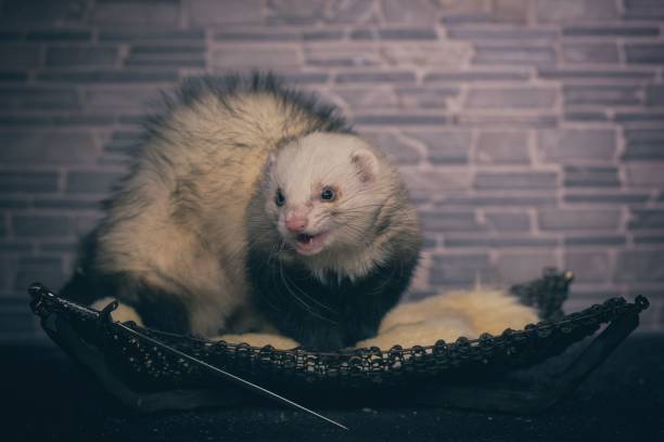 istock Pretty ferret female posing indoor for portrait in studio 2070898389