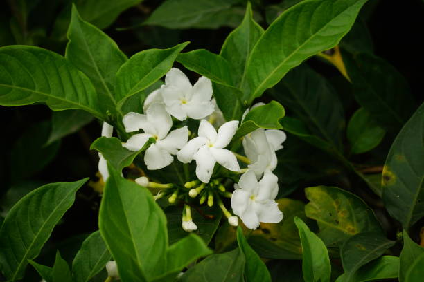istock Close-up of white Tabernaemontana divaricata flower blooming 2070924645