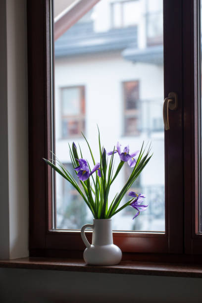 istock purple irises in jug  on windowsill 2070925842
