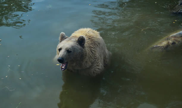 istock A Bear living in nature in Turkey 2070926510